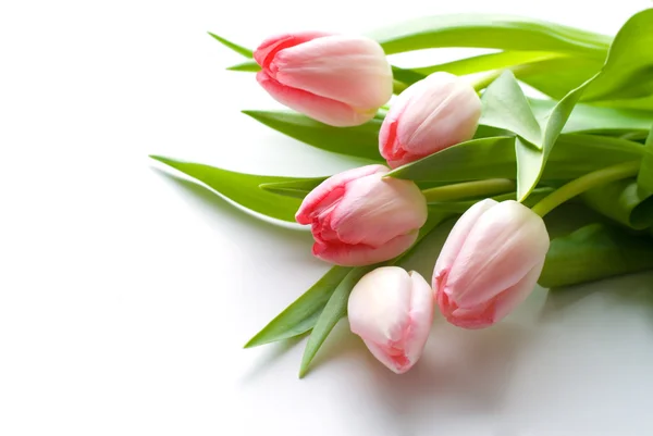 Свіжі рожеві тюльпани — стокове фото