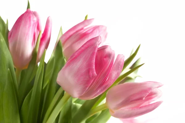 Nové růžové tulipány — Stock fotografie