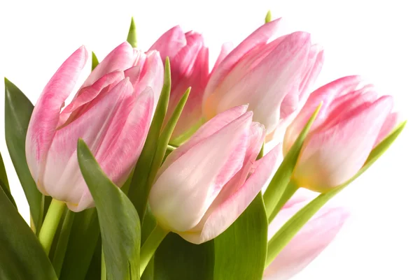 Tulipani rosa freschi — Foto Stock