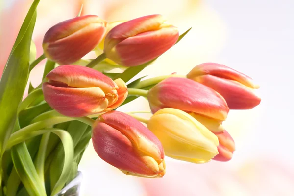 Fresh Tulips — Stock Photo, Image