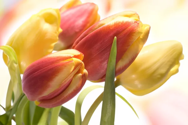 Fresh Tulips — Stock Photo, Image