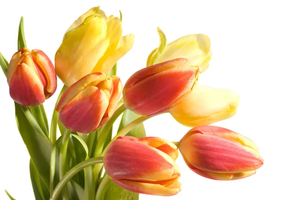 Świeże różowe tulipany — Zdjęcie stockowe