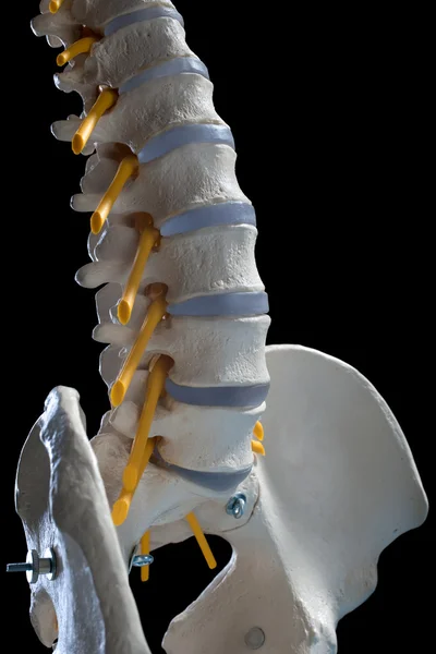 Colonna vertebrale umana — Foto Stock