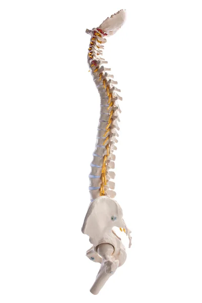 Modelo de aprendizaje de las columnas vertebrales humanas — Foto de Stock