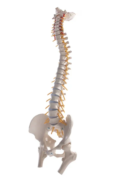 stock image Learning model of the human spinal columns