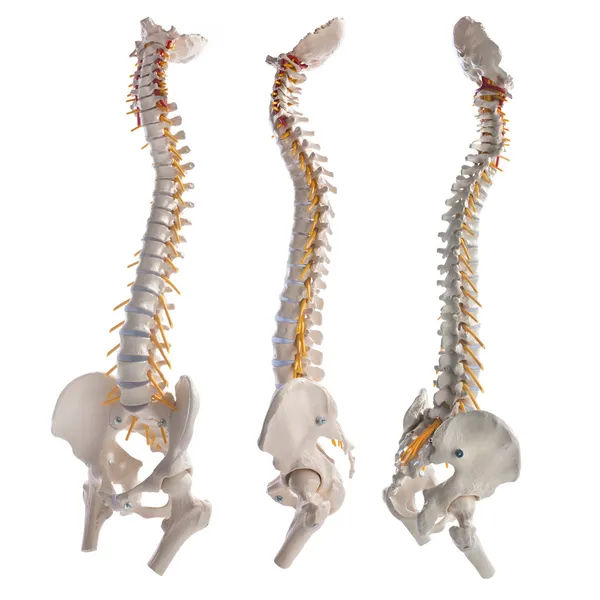 Modelo de aprendizagem das colunas vertebrais humanas — Fotografia de Stock