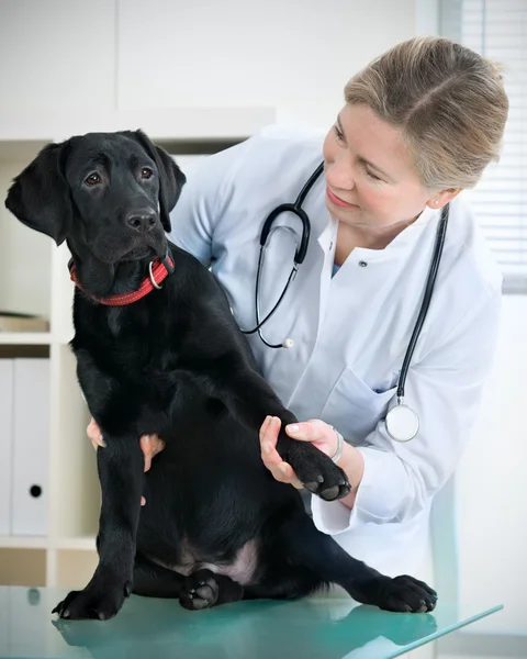Médico veterinario —  Fotos de Stock