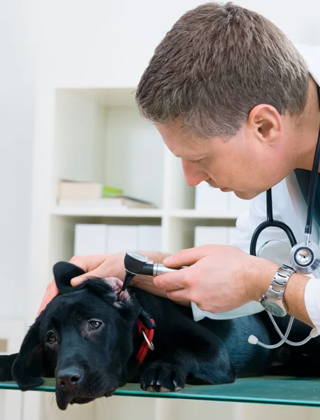Médico veterinario — Foto de Stock