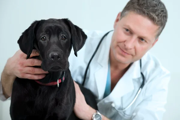 獣医の医者 — ストック写真