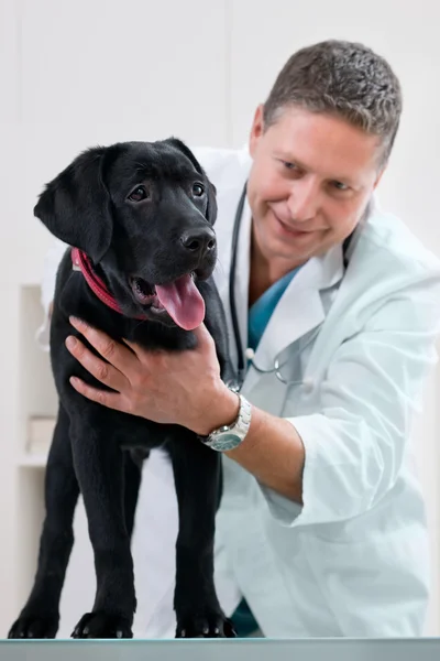 Ветеринарный врач — стоковое фото