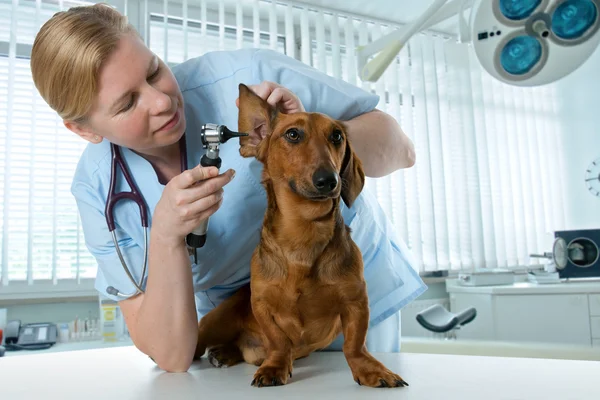 Médico veterinário — Fotografia de Stock