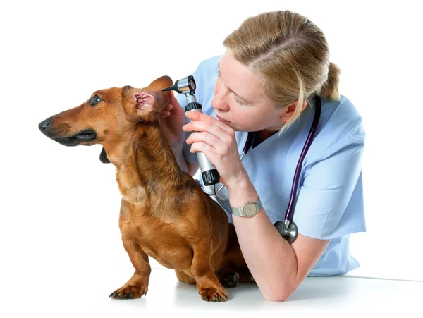 Medico veterinario — Foto Stock