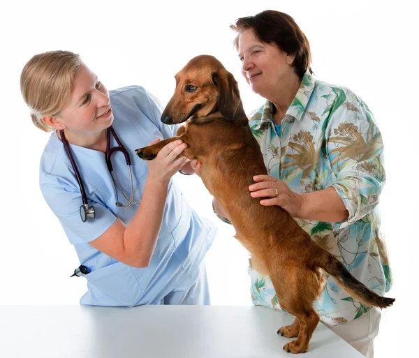 Médecin vétérinaire — Photo