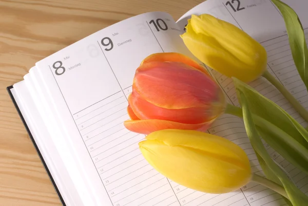 Тюльпан и календарь — стоковое фото