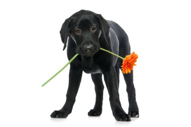 Labrador retriever clipart