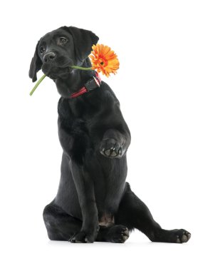 Puppy Labrador clipart