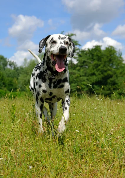 A running Dalmatian — Stock Photo, Image