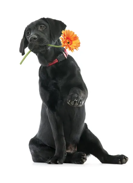 Cachorro Labrador — Foto de Stock