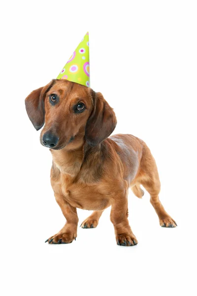 Είδος γερμανικού κυνηγετικού σκύλου με καπέλο πάρτι γενεθλίων — Φωτογραφία Αρχείου