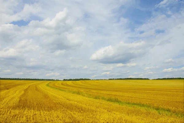 Желтое поле под голубым небом — стоковое фото