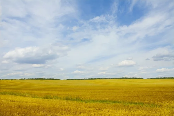 Yellow field under blue sky — Stock Photo, Image