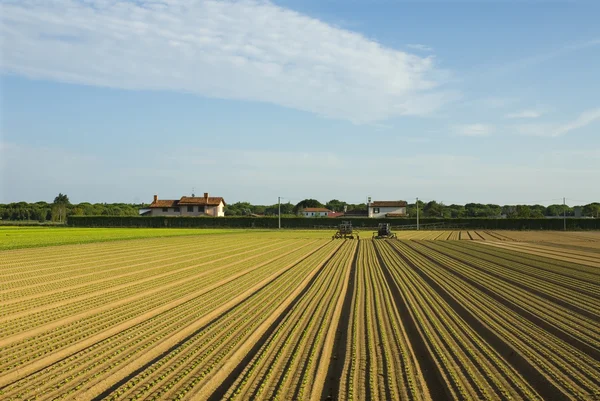 Зеленые ряды на поле — стоковое фото