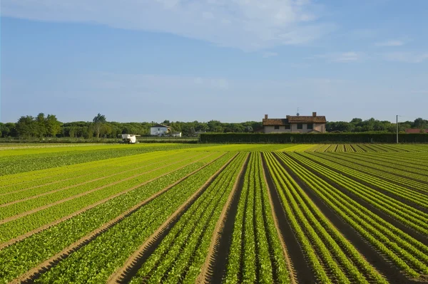 Green rows on field — Stock Photo, Image