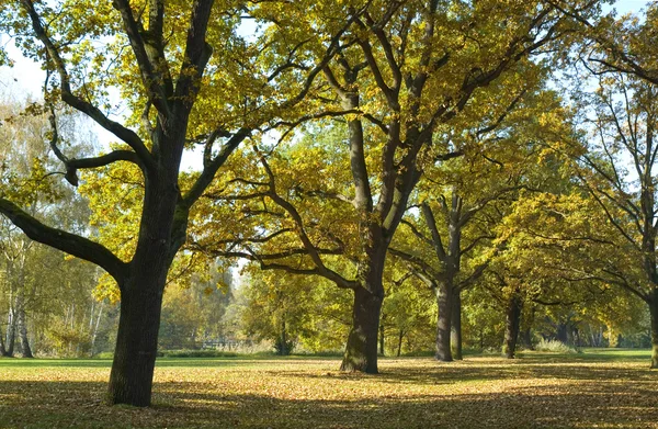 在城市公园的美丽秋天的树木 — 图库照片