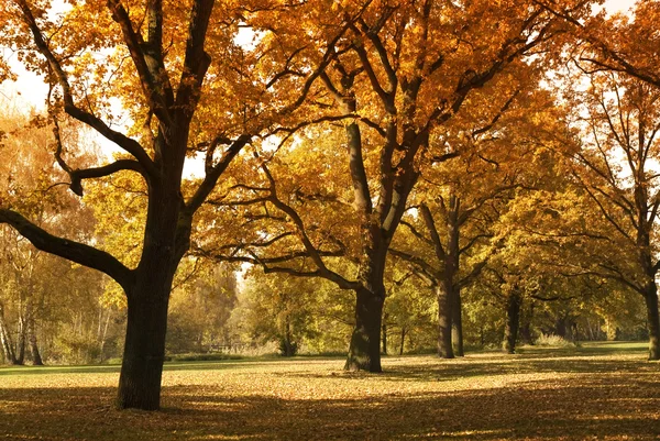 Krásné podzimní stromy v městském parku — Stock fotografie