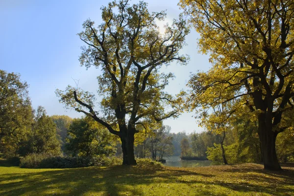 Schöne Herbstbäume im Stadtpark — Stockfoto