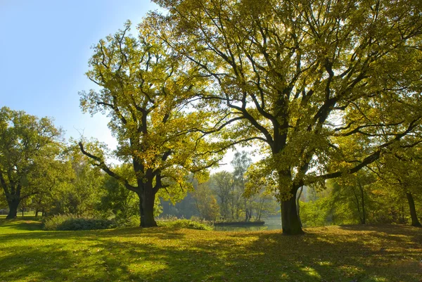 Krásné podzimní stromy v městském parku — Stock fotografie