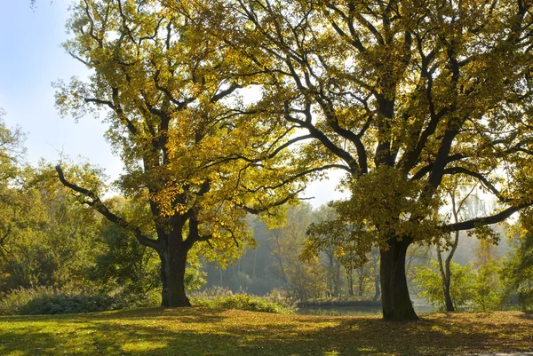 Bellissimi alberi autunnali nel parco cittadino — Foto Stock