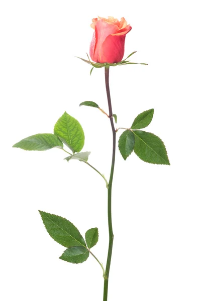 Jediné růže — Stock fotografie