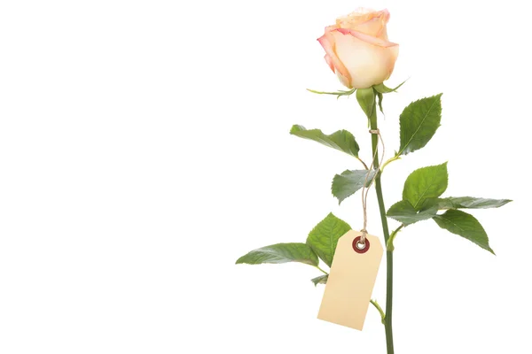 同一个空白标签的一朵玫瑰 — 图库照片