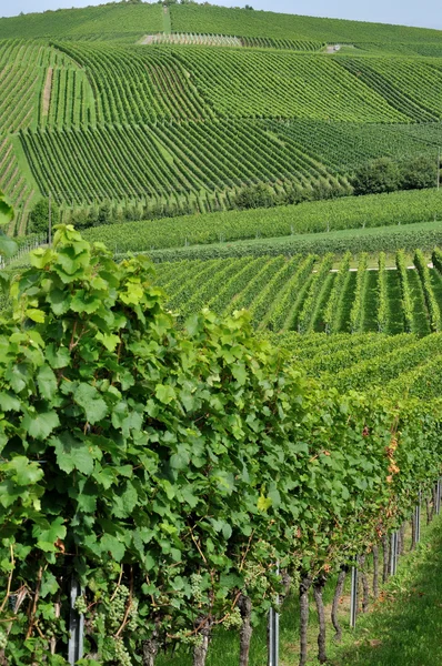 Hilly vineyard #6, baden — Stock Photo, Image
