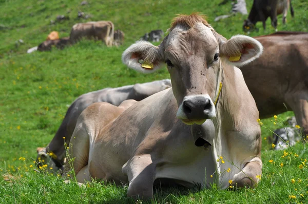 Pastagem de vacas, passe de lucomagno # 4 — Fotografia de Stock