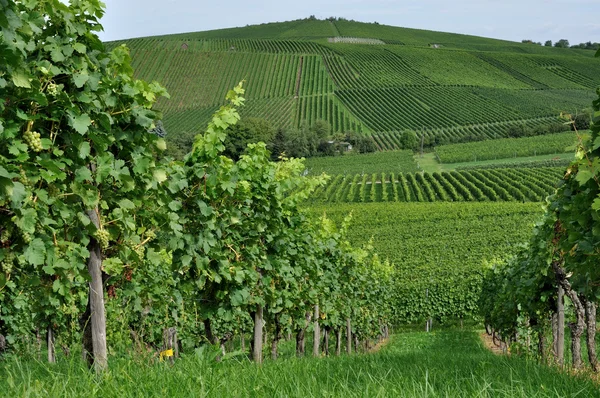 Kopcovitý vinice #3, baden — Stock fotografie