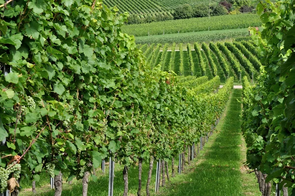 Hilly vineyard # 5, baden — стоковое фото