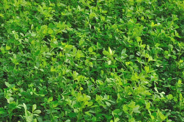 Klöverblad i fältet #1, emilia — Stockfoto