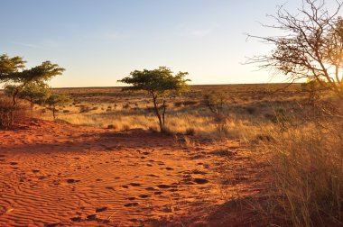 Kırmızı dunes, kalahari on Sunset