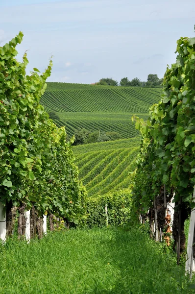Hilly vineyard # 9, baden — стоковое фото