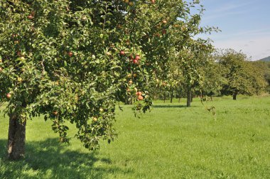 Fruit trees in field #2, baden clipart