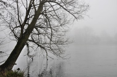 sisli adda Nehri üzerinde ağaç eğdi