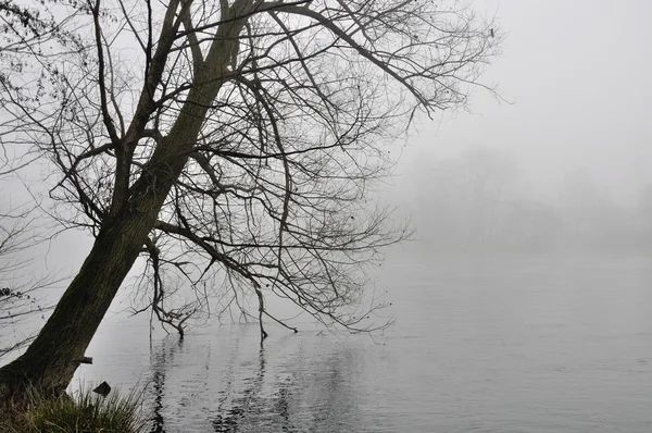 stock image Tree bowed over foggy adda river