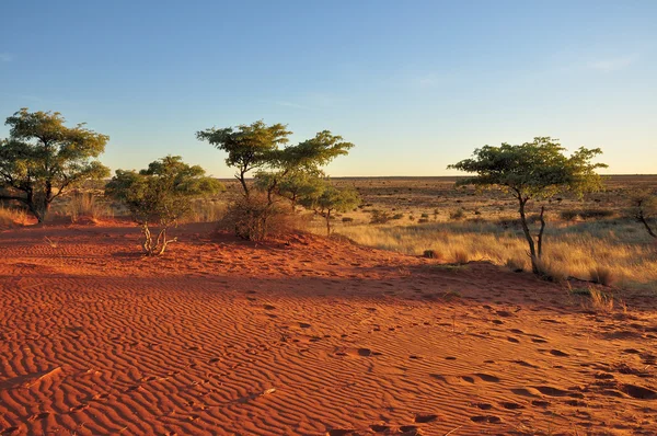 stock image Red sands and bush at sunset, kalahari