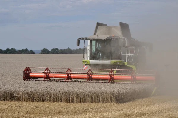 Zbiory kukurydzy, Saksonia — Zdjęcie stockowe