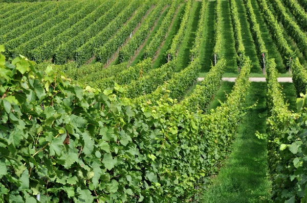 Heuvelachtig wijngaard #7, baden — Stockfoto