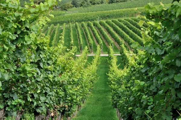 Hilly vineyard #2, baden — Stock Photo, Image