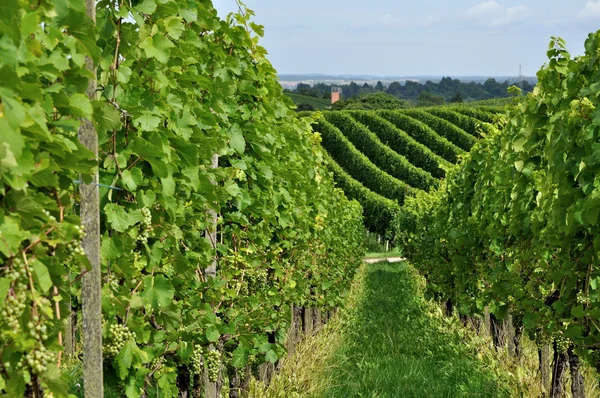 Kopcovitý vinice #8, baden — Stock fotografie
