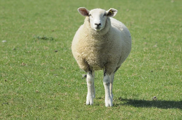 Вівці в зеленому полі, пагорби — стокове фото